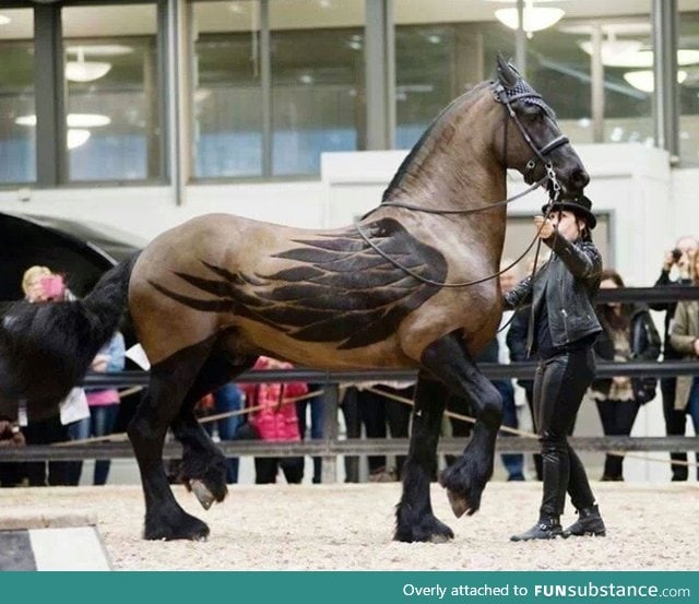 Beautiful clipping design on a horse FunSubstance