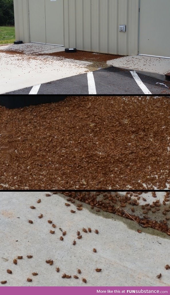 Thought someone dropped a bunch of dog food outside the Dollar General