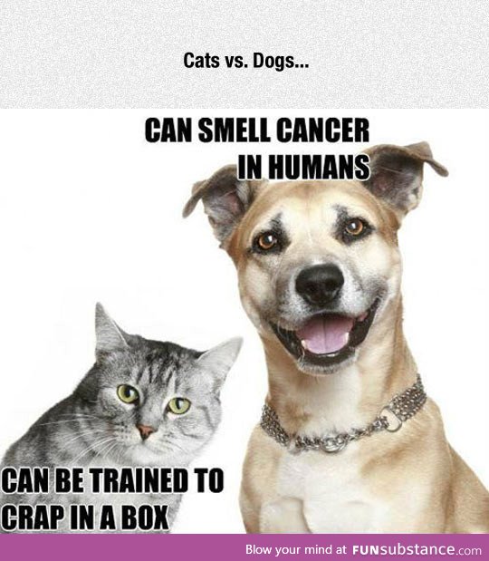 Dogs and cats, the eternal rivalry FunSubstance