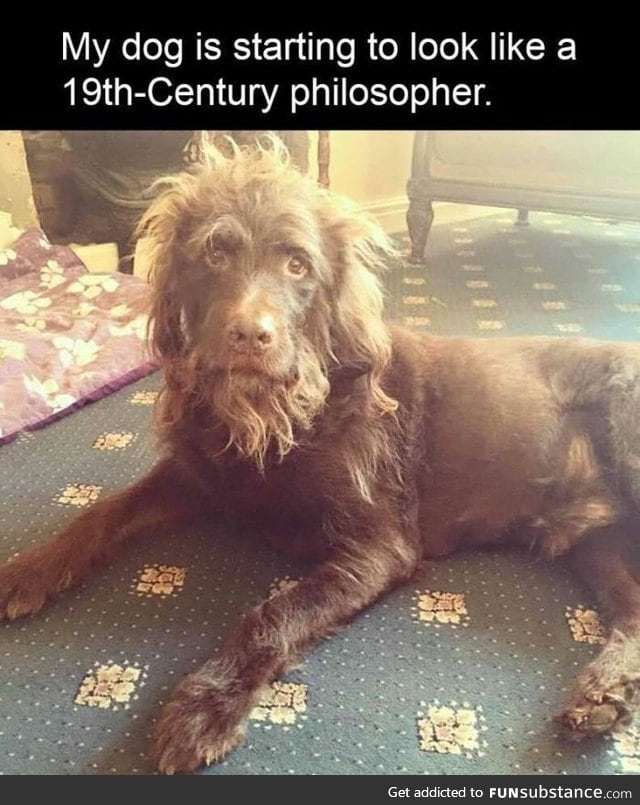 *insert witty dog name here* FunSubstance