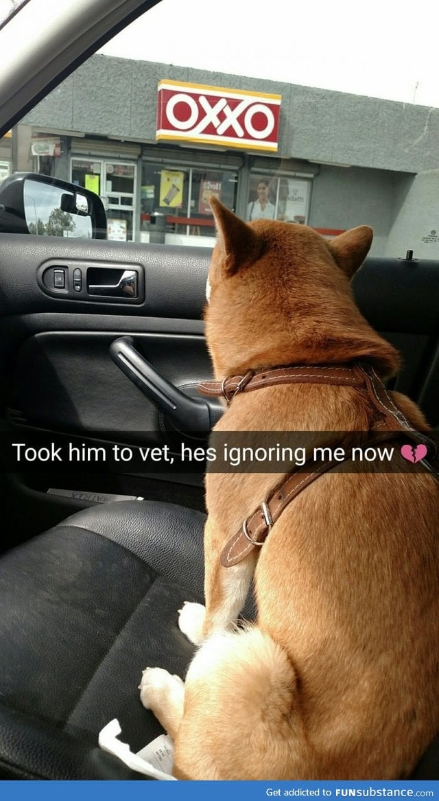 The dog hates vets FunSubstance