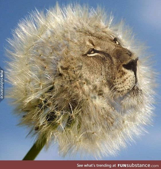 A dandy lion. FunSubstance
