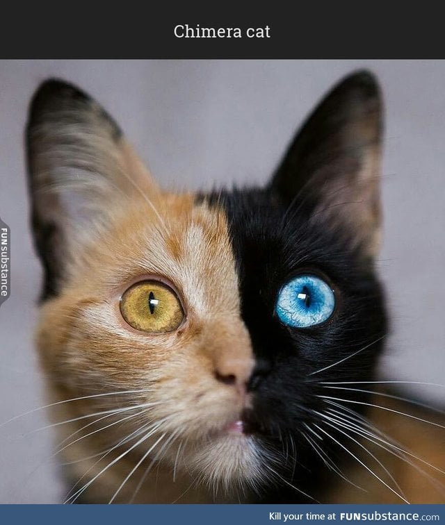 Cat split in half FunSubstance