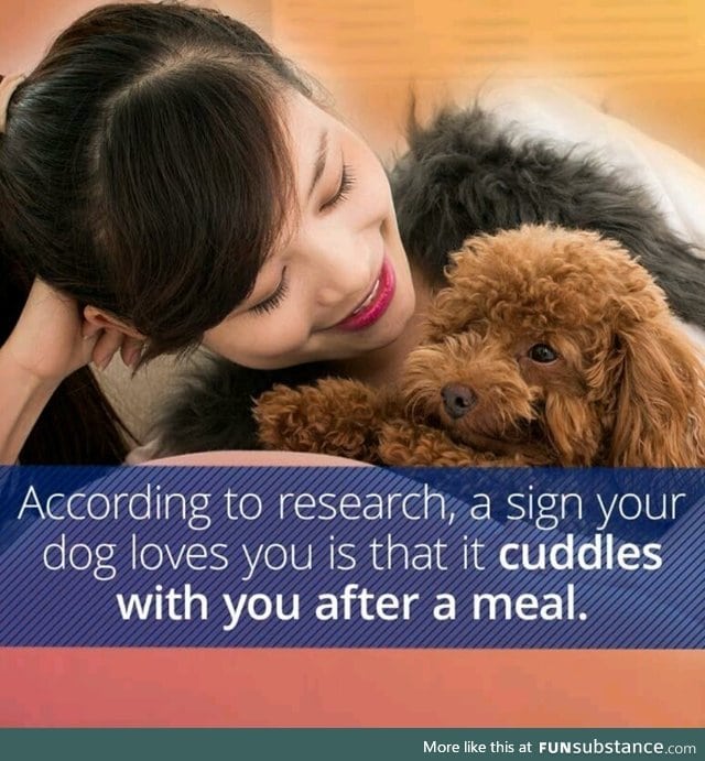 Does your dog love you FunSubstance