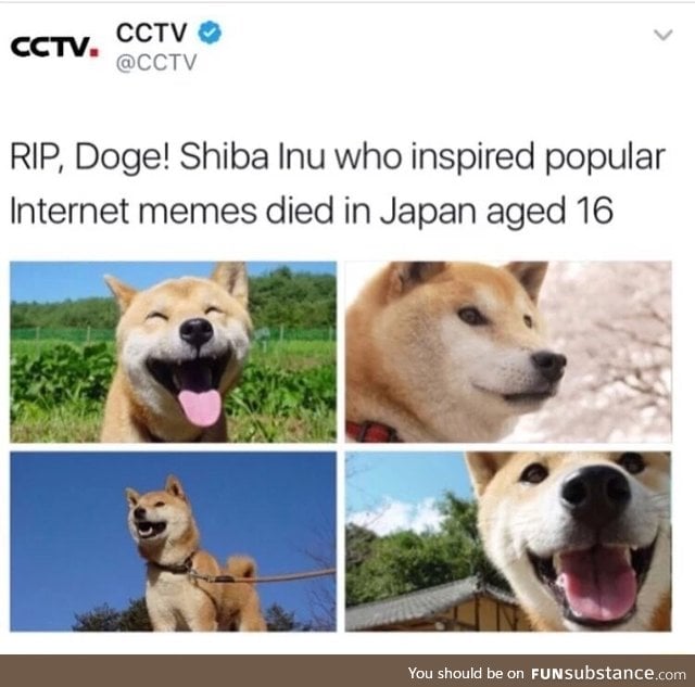 Doge is dead! FunSubstance