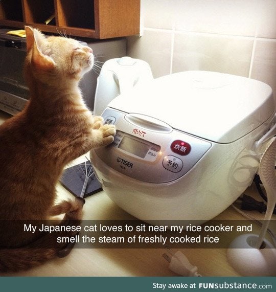 Japanese cat and rice FunSubstance