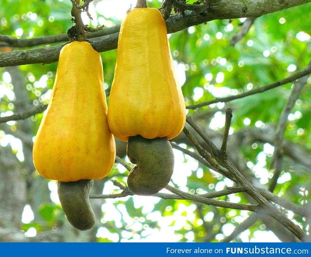 Now you know how cashew nuts look before they're picked FunSubstance