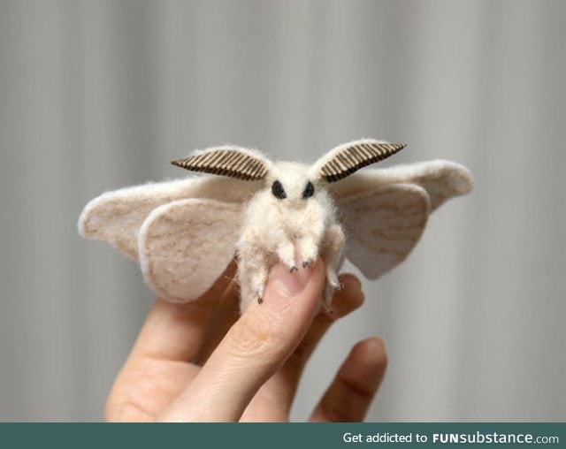 Venezuelan Poodle Moth A newly discover species FunSubstance