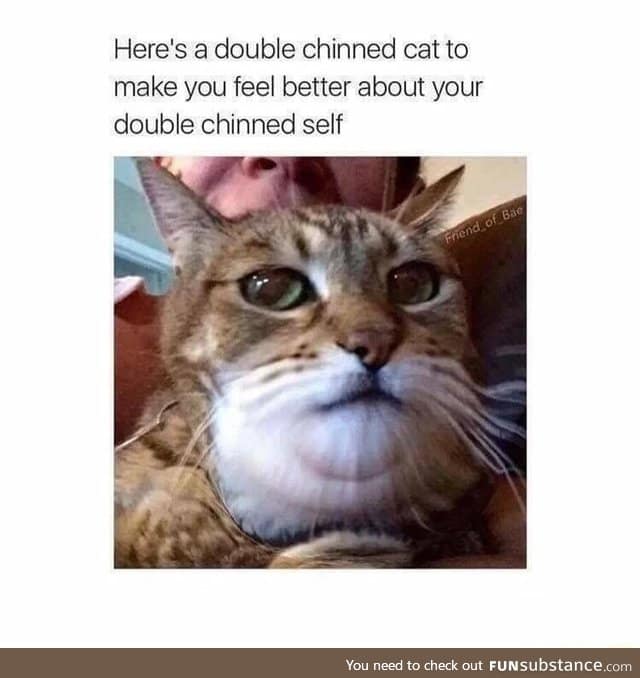 This cat has double chin FunSubstance