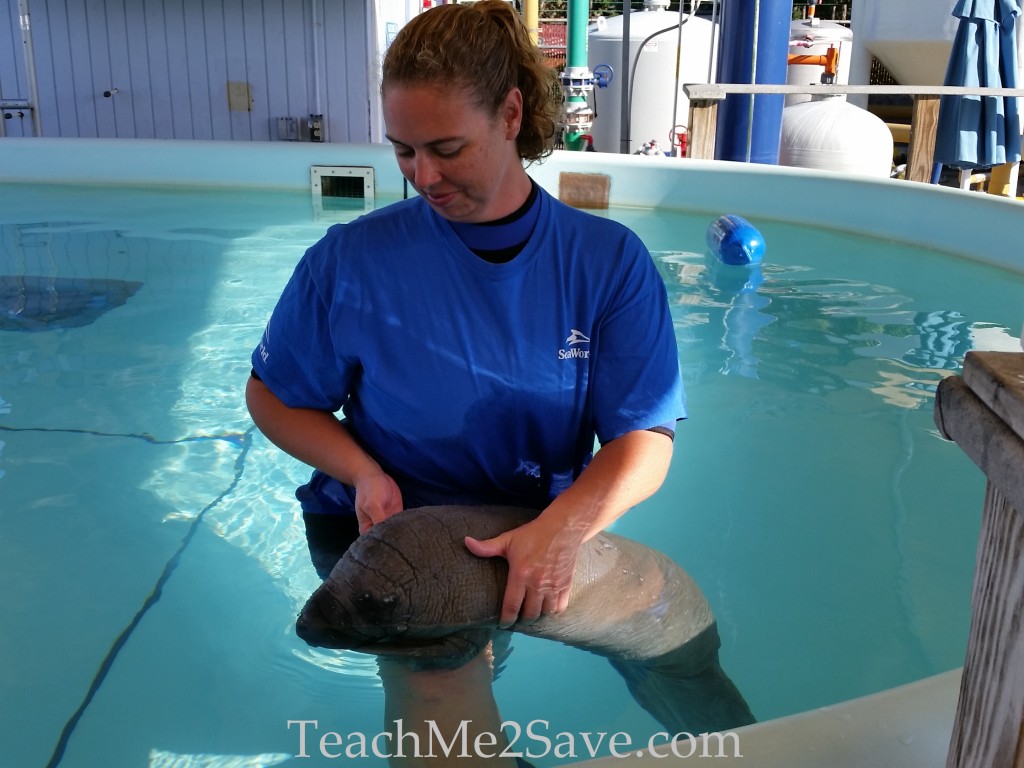 7 Simple Things YOU Can Do To Help Protect Sea Animals Funtastic Life