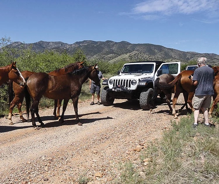 Backway to Mount Lemmon FunTreks