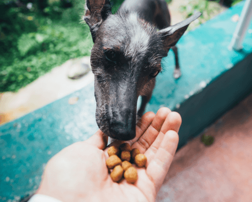 Your Dog Doesn't Chew Food? He Just Swallows? [Here's What You Need To
