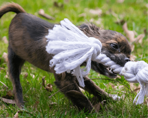 Your Dog Ate String From A Rope Toy? [Here's What You Need To Know]... Fun With Pups
