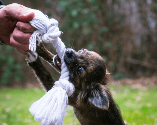 Your Dog Ate String From A Rope Toy? [Here's What You Need To Know]... Fun With Pups