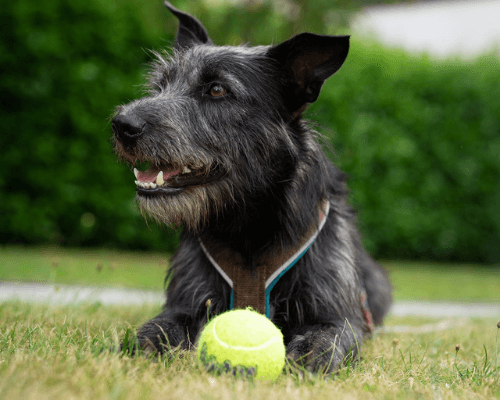 Your Dog Ate String From A Rope Toy? [Here's What You Need To Know]... Fun With Pups