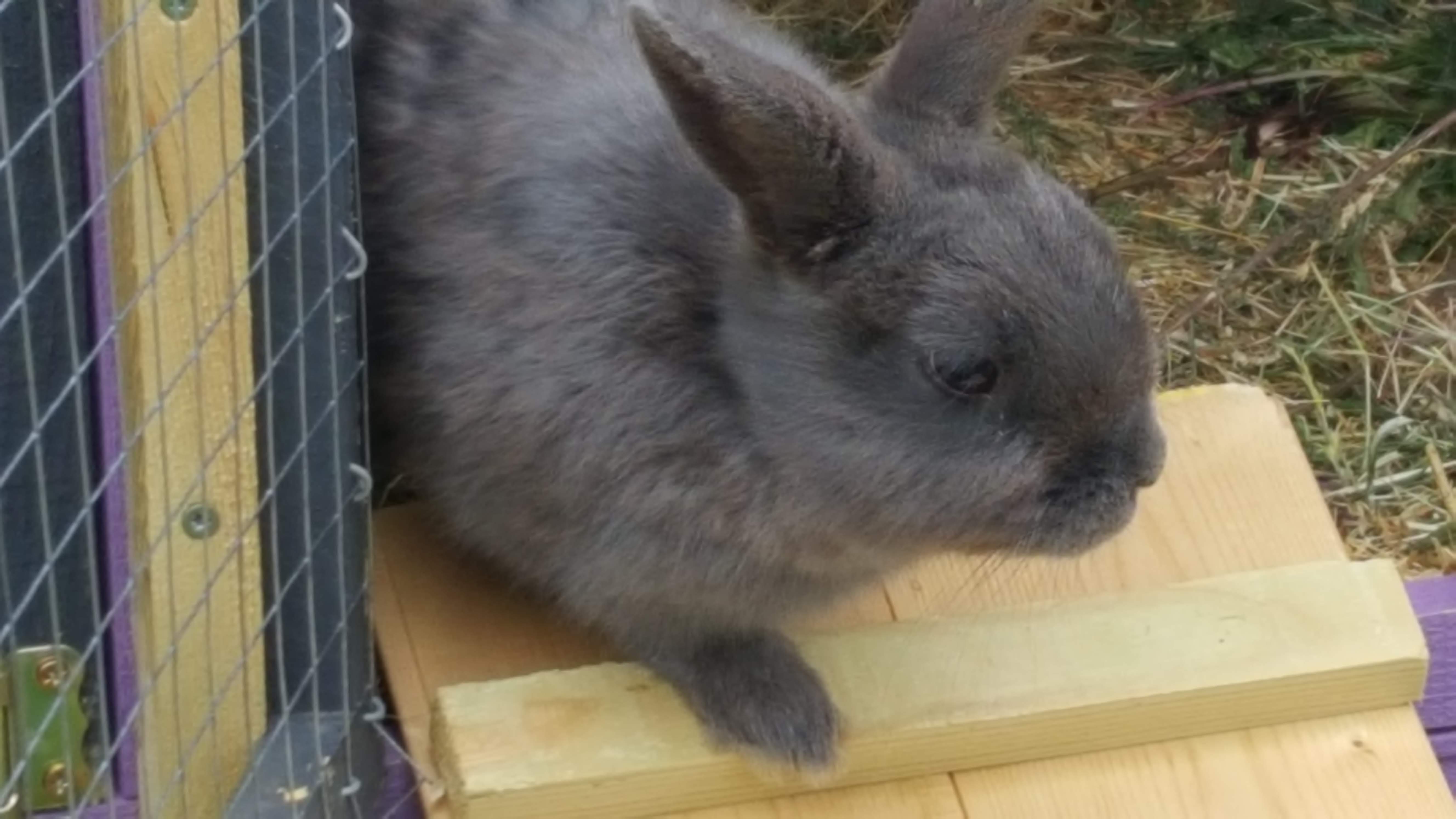 Guests 2019 Fur and Feathers Small Pet Boarding Northampton