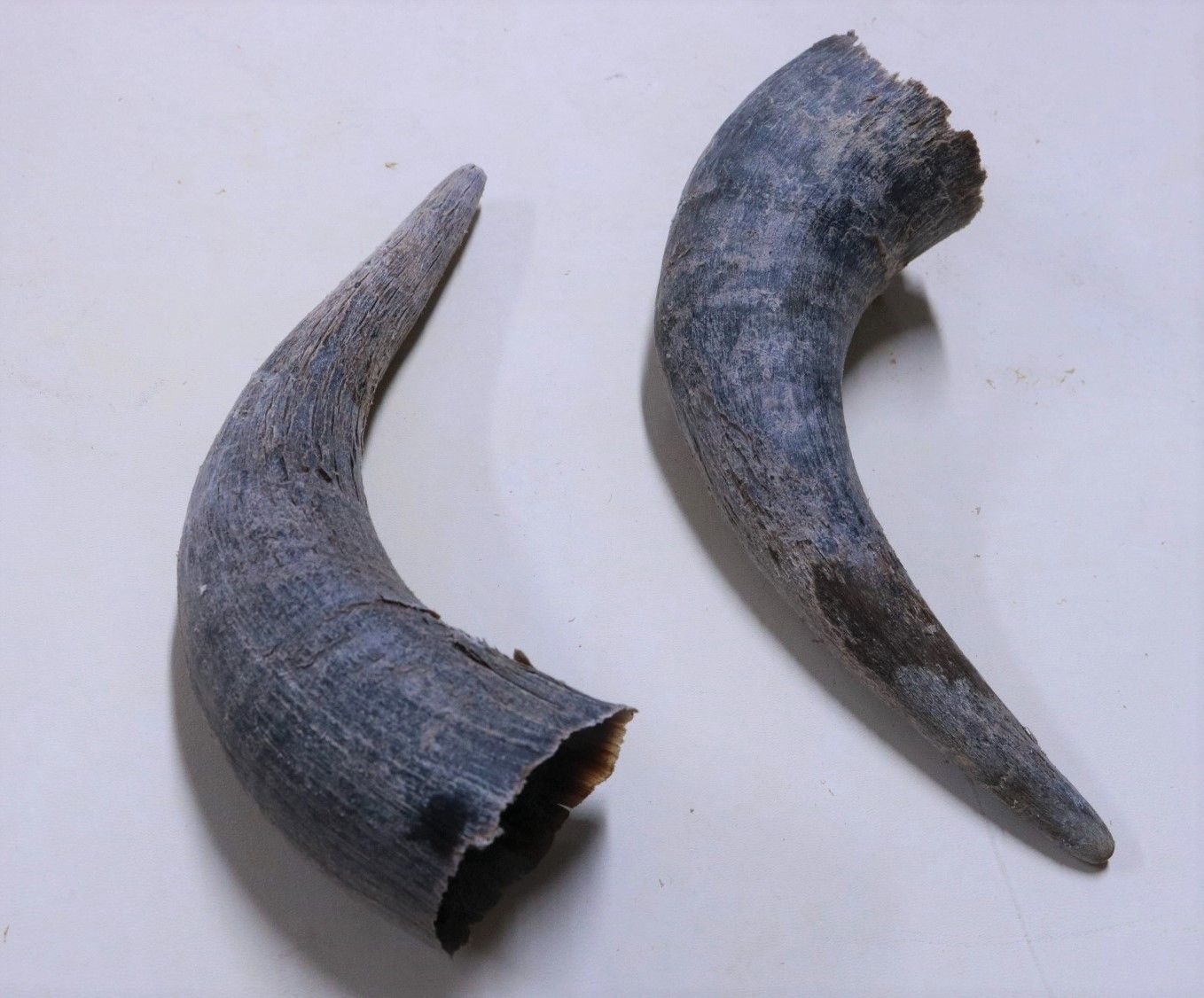 Buffalo horn caps Centralia Fur & Hide