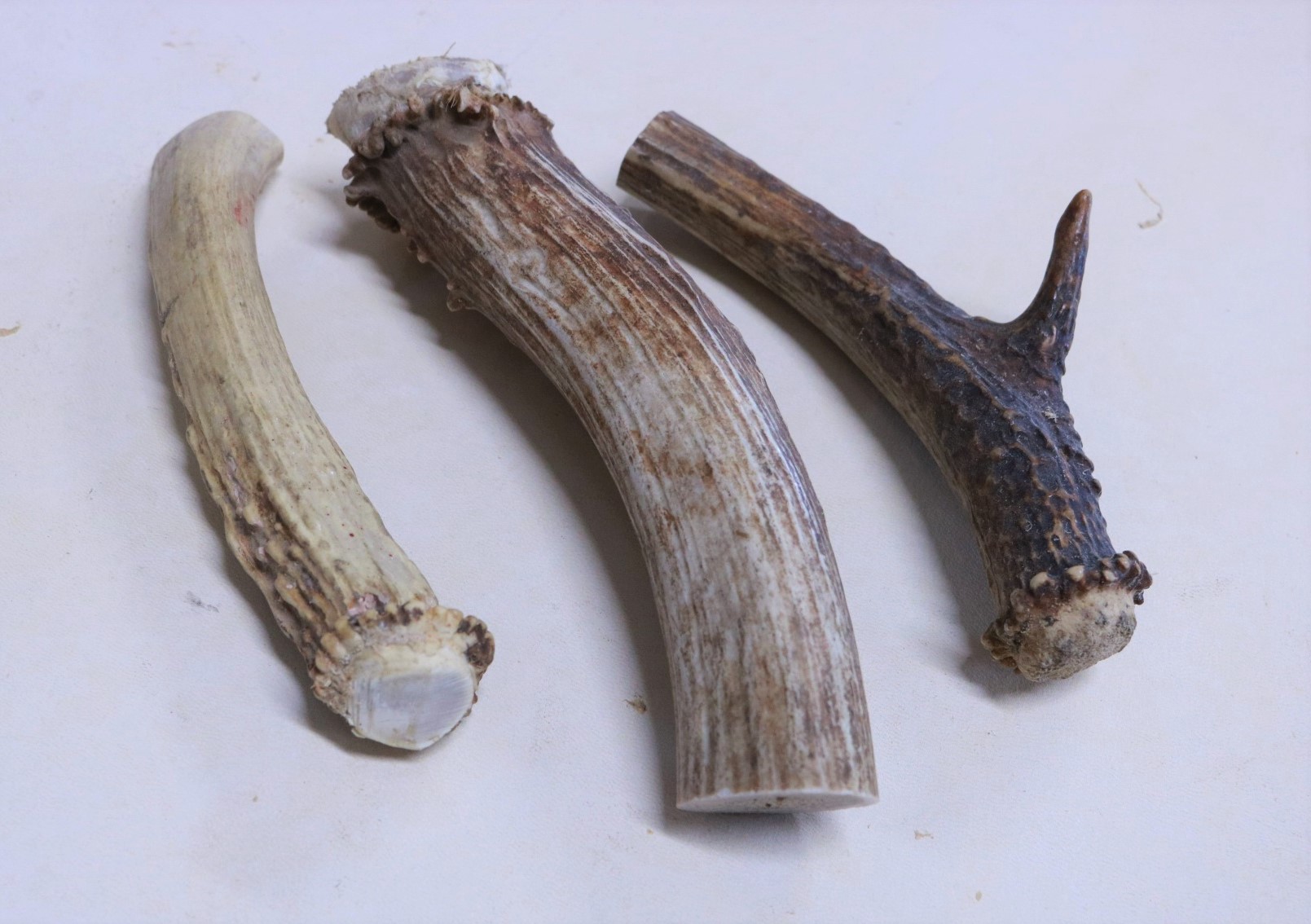 Deer horn crowned ends Centralia Fur & Hide