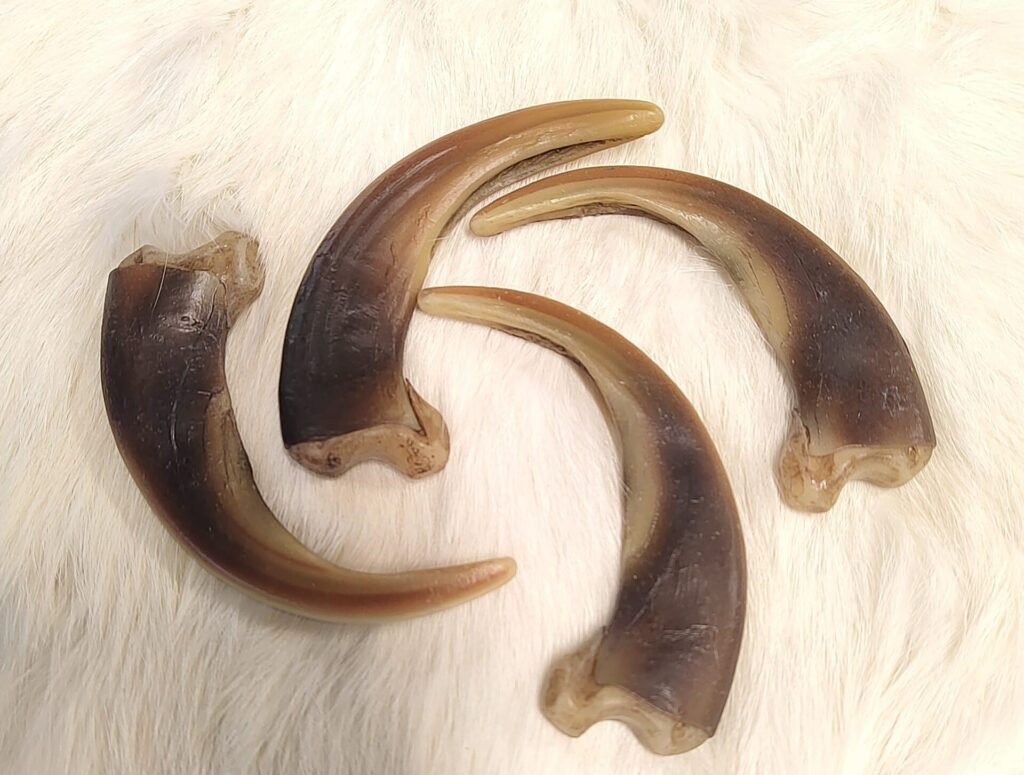 Composite Grizzly Claws Centralia Fur & Hide