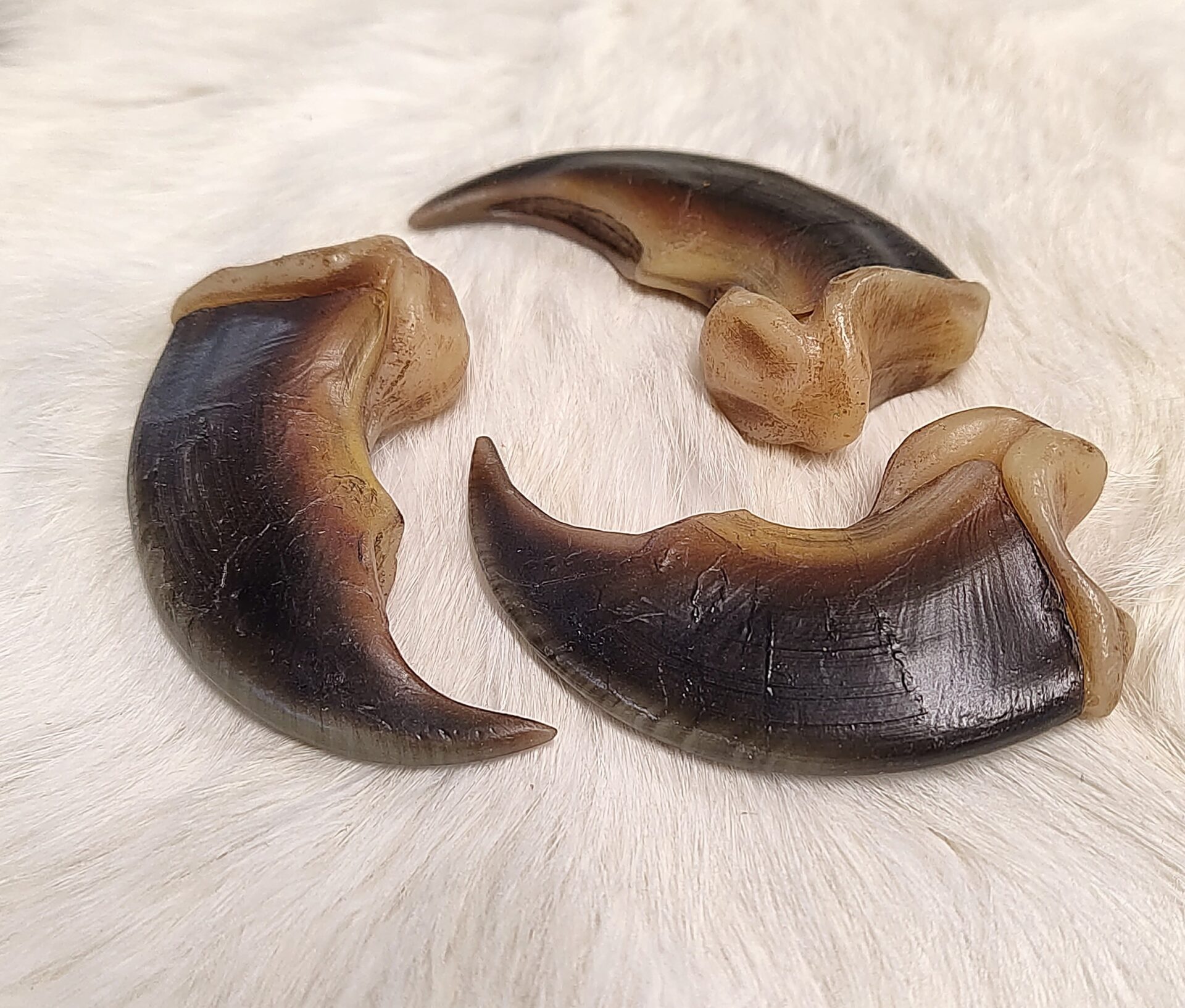 Polar Bear composite claws Centralia Fur & Hide