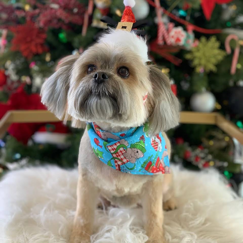 Cat & Dog Grooming El Paso, TX Fur Babies Grooming Salon & Spa