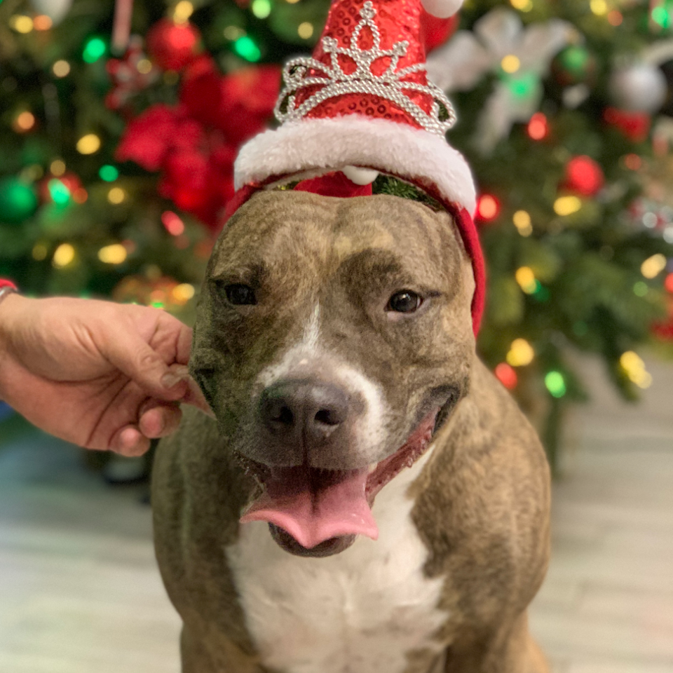 Cat & Dog Grooming El Paso, TX Fur Babies Grooming Salon & Spa