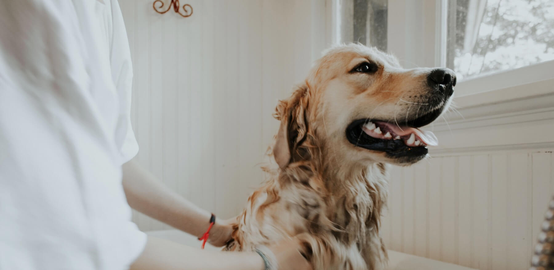 Dog Runner Large Treadmill Review Best Treadmill for Large Dogs? Fur