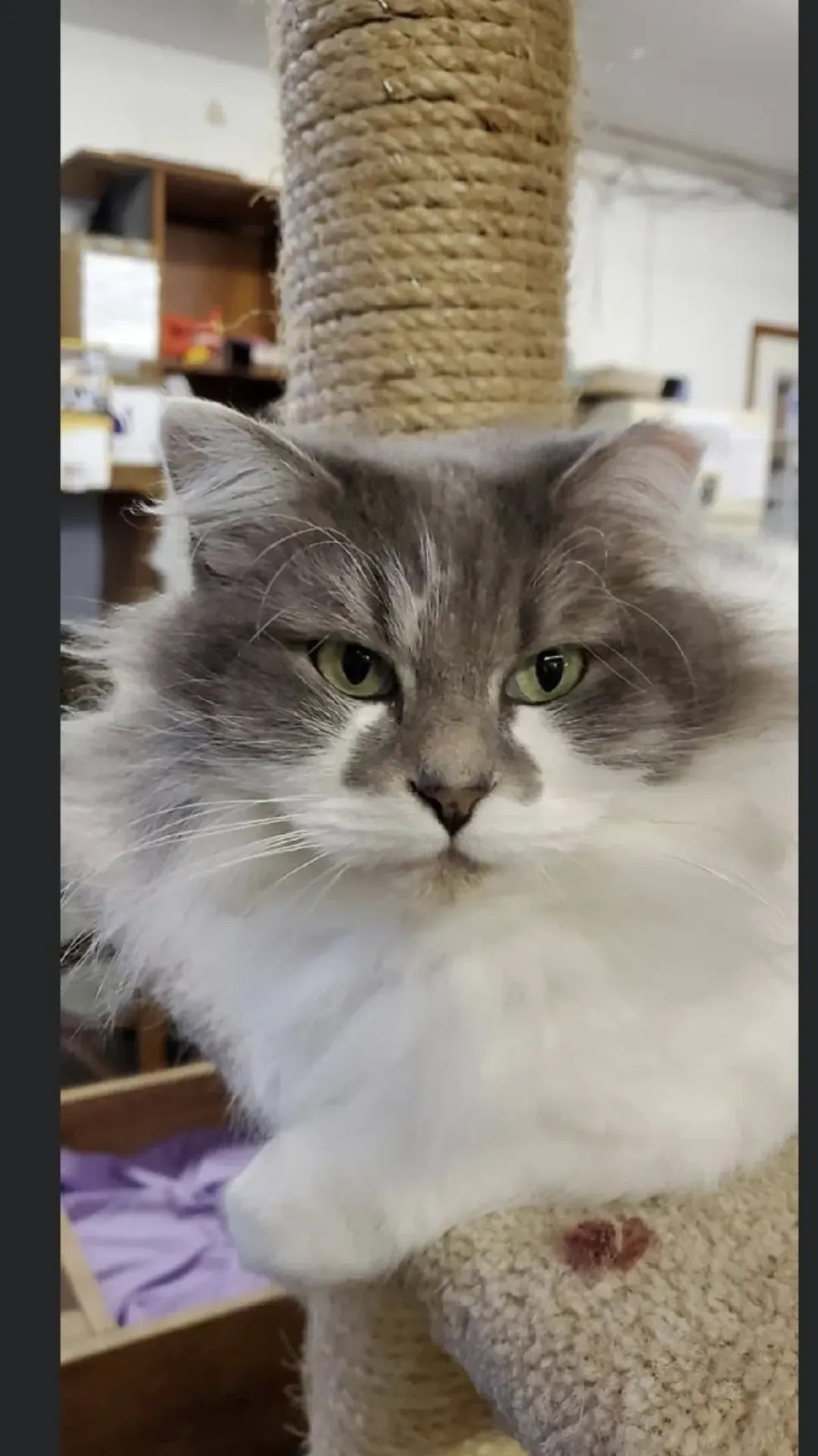 Dr. Beverly Stephenson Low Cost Spay/Neuter Program Furball Farm Cat