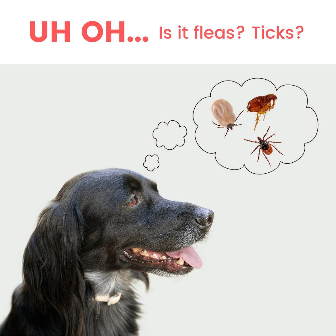 How Can I Prevent Fleas and Ticks? Furever Family Veterinary Care Center