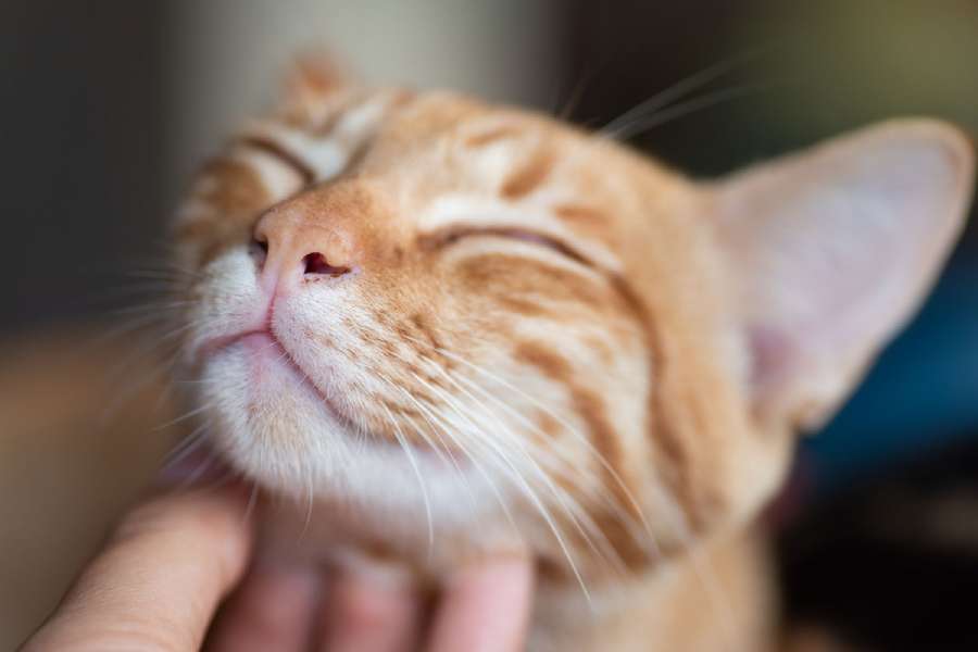 Common Cat Misconceptions Explained Fur Ever Home Cat Sanctuary