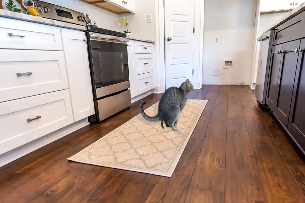 Effective Solutions for Cat Pooping Outside Litter Box Dilemmas