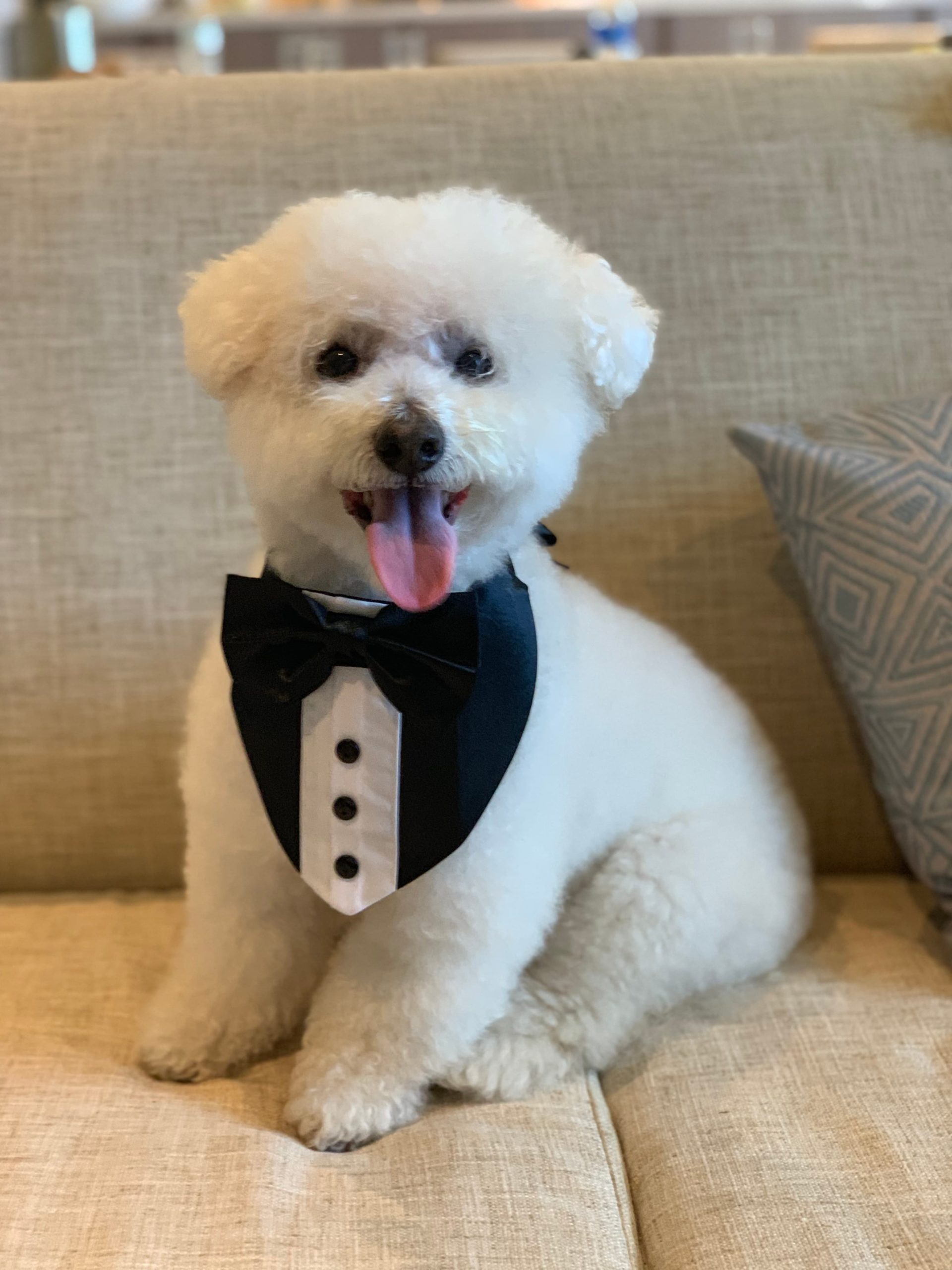 Wedding Outfit Ideas For Your Dog