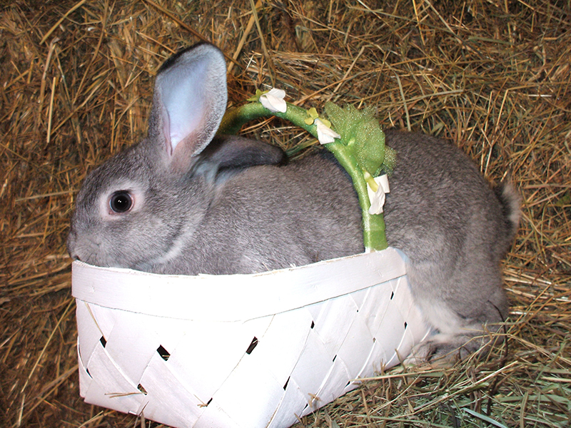 Baby rabbits for sale in Louisville & southern Indiana, Angoras, Silver Fox