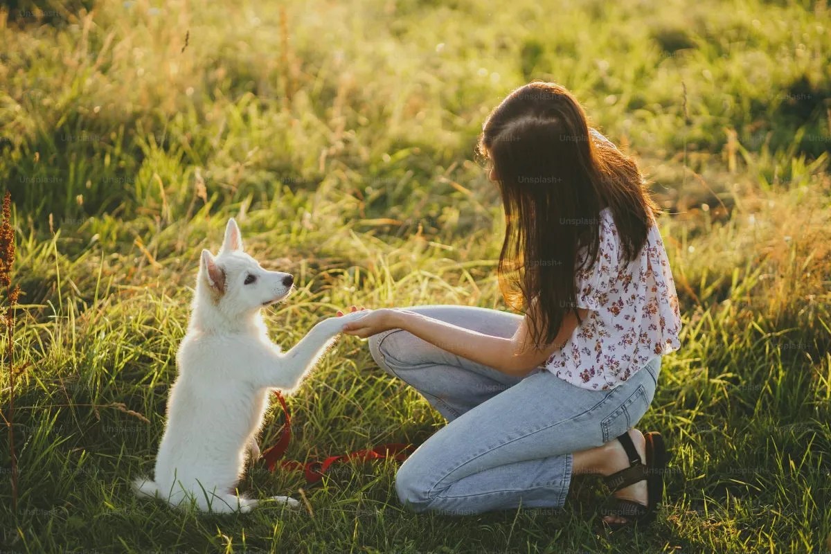 Socialising your dog Preventing Aggressive Behaviour Towards Other