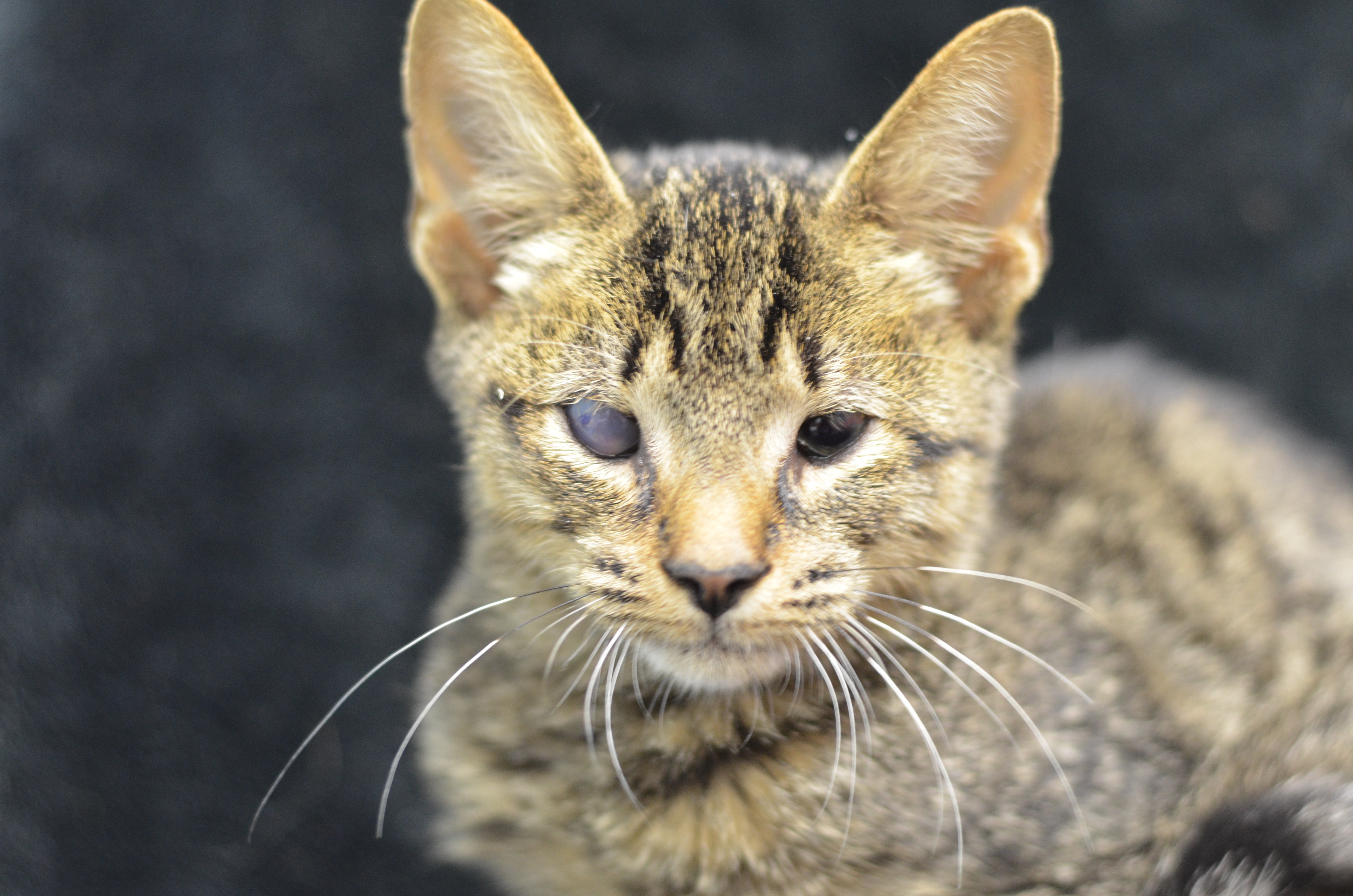 Kittens With Entropion Need Help! Furkids