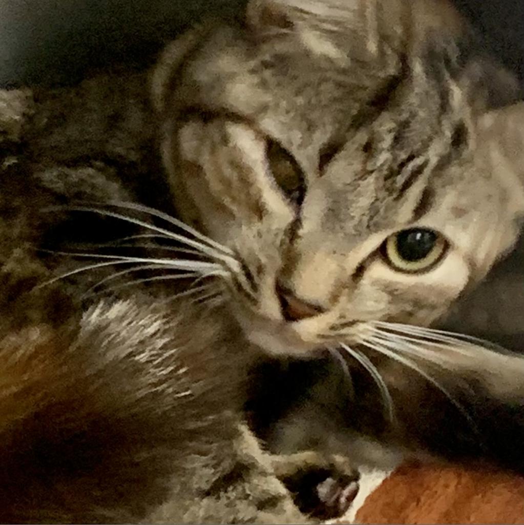 50 Cats Need Homes in Six Days! Furkids Largest No Kill