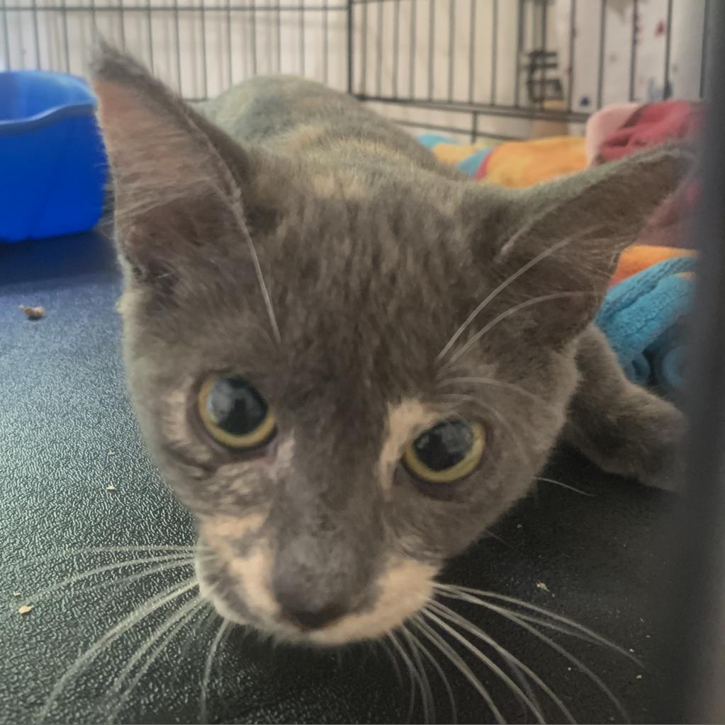 50 Cats Need Homes in Six Days! Furkids Largest No Kill