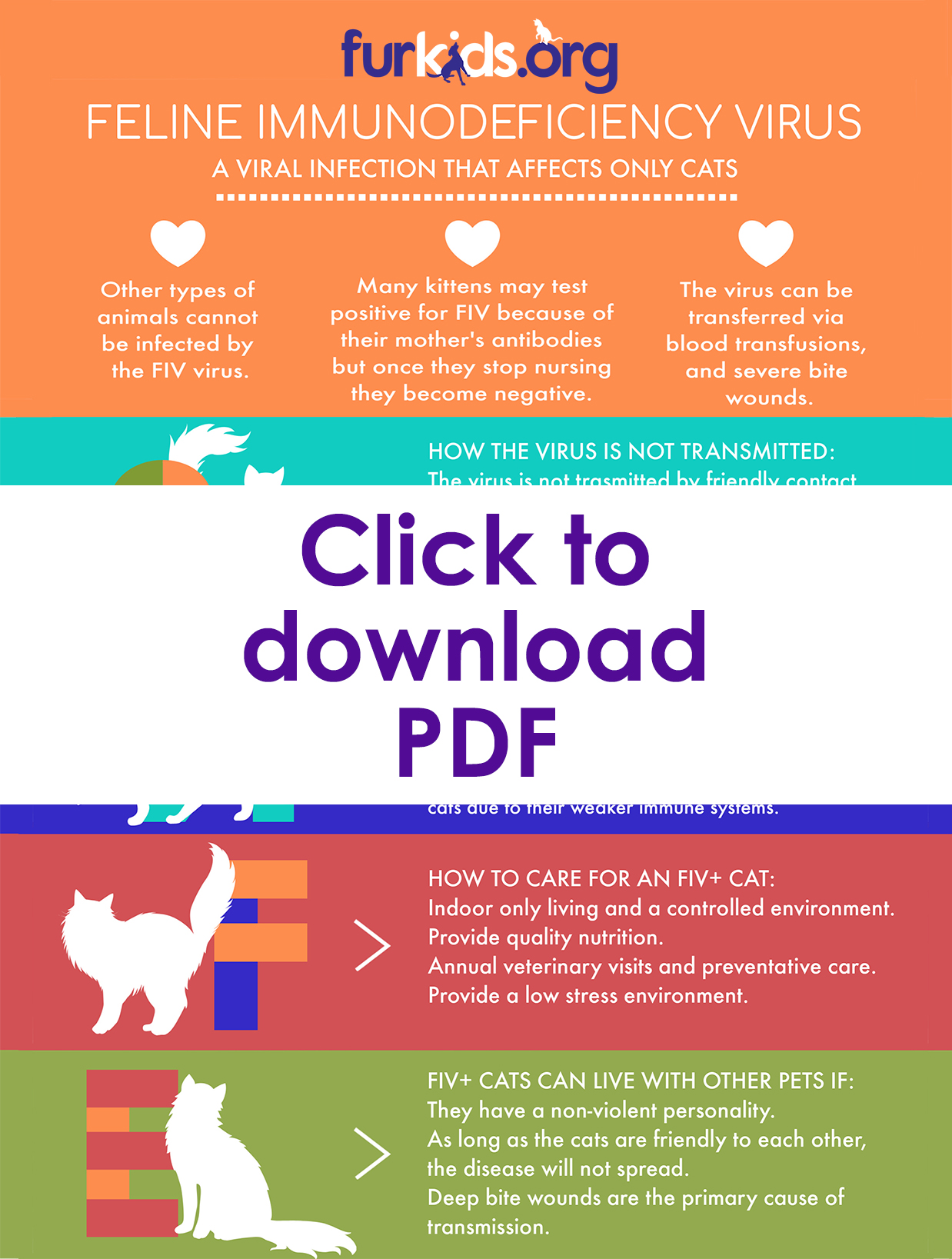 Open Your Home — And Your Heart — To An Fiv+ Cat | Furkids - Georgia's Largest No Kill Animal Rescue & Shelters