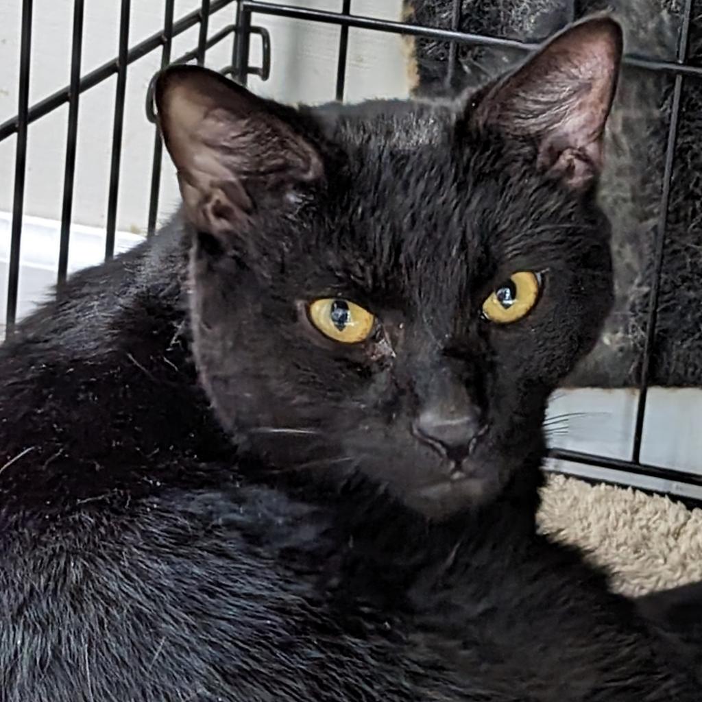 50 Cats Need Homes in Six Days! Furkids Largest No Kill