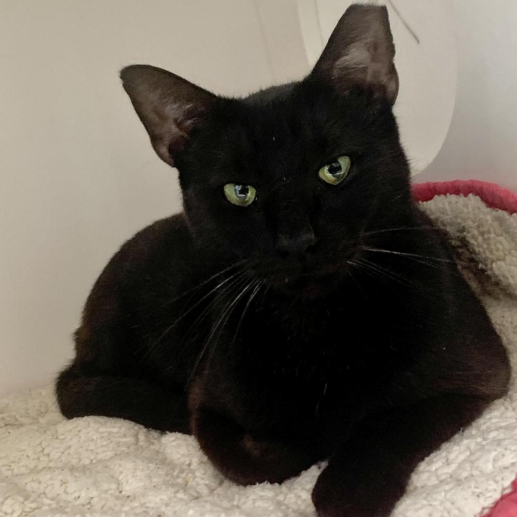 50 Cats Need Homes in Six Days! Furkids Largest No Kill