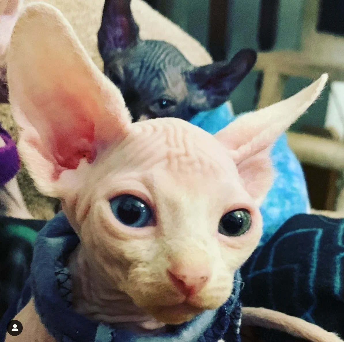 About Sphynx Breeds Furless Feline Sphynx Cattery