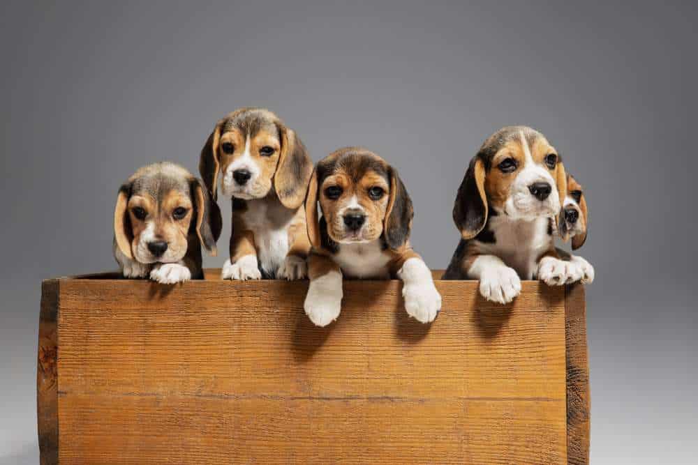 Beagle Dog Breed Information & Characteristics FurLyfe!