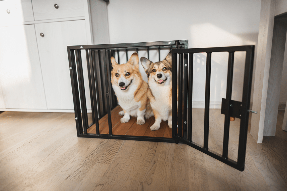 Can You Put Two Dogs in One Crate? FurLyfe!