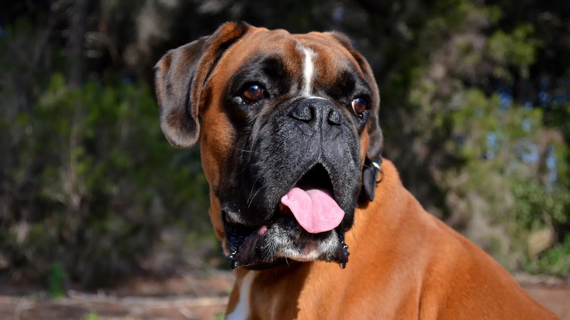 Boxer Furmagic the UK’s pet hair removal expert