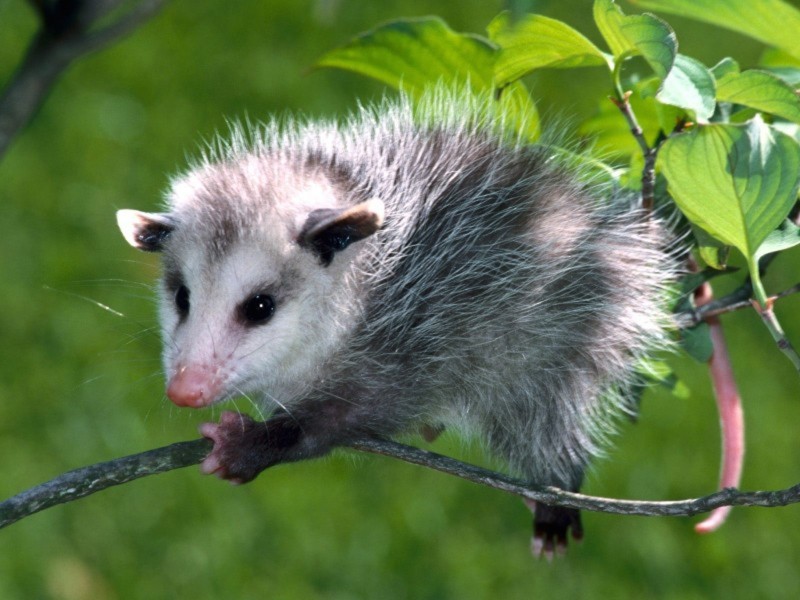 Opossum Ontario Fur Managers Federation
