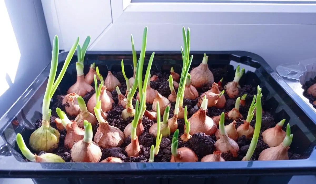 A Guide On How To Grow Onions in Texas 11 Super tips