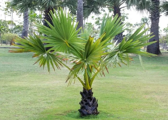 How Long Do Palm Trees Take To Grow? Furney's Nursery