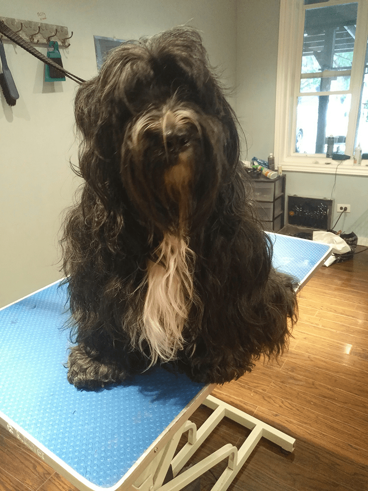 Gallery Furology York Region Pet Grooming