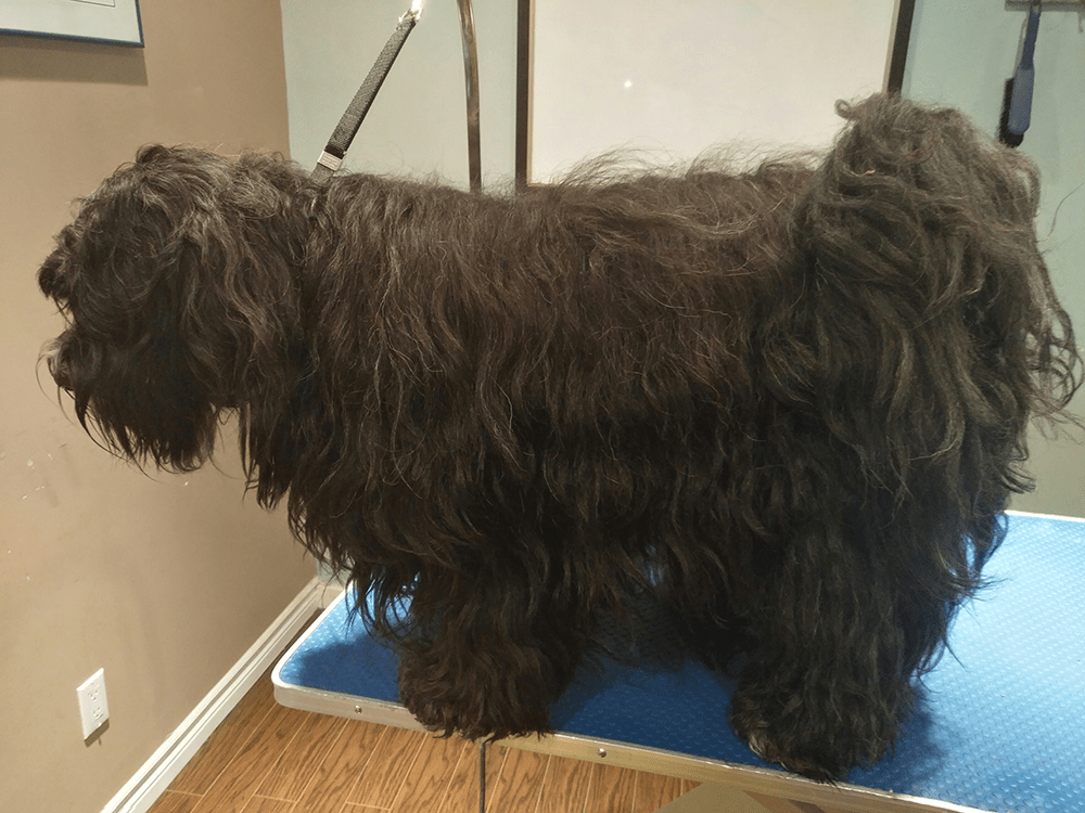 Gallery Furology York Region Pet Grooming