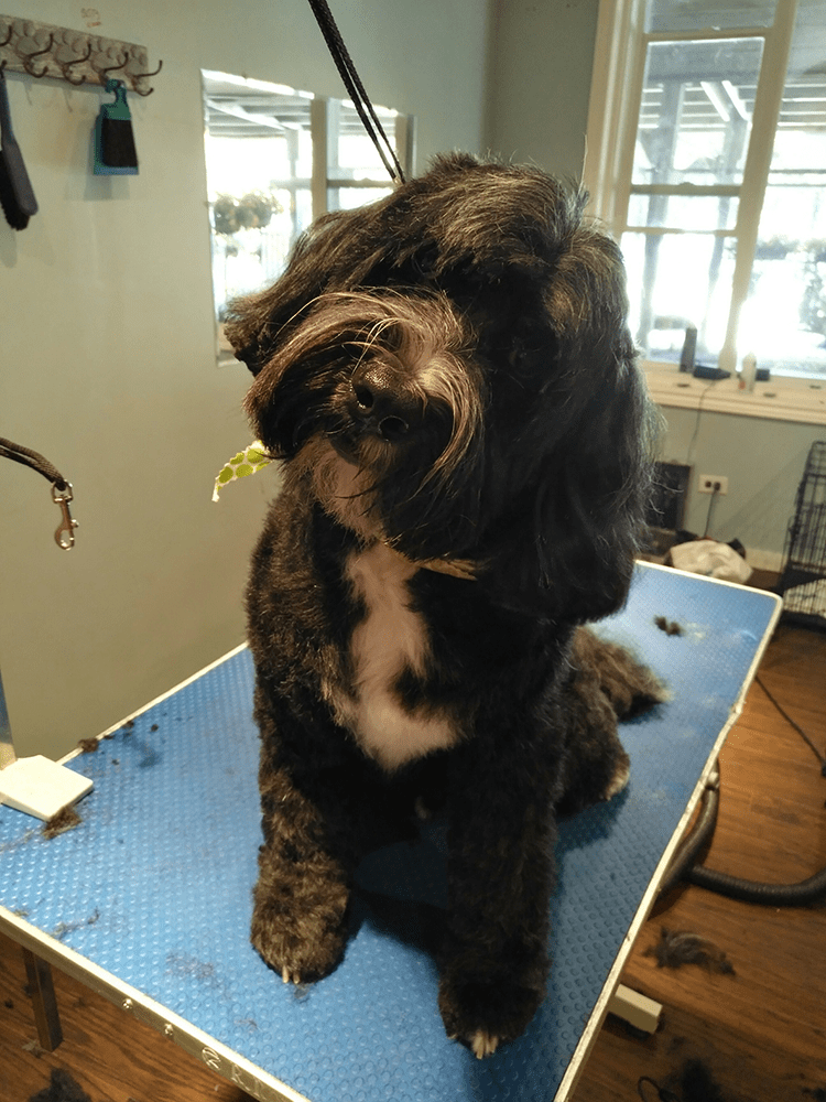 Gallery Furology York Region Pet Grooming